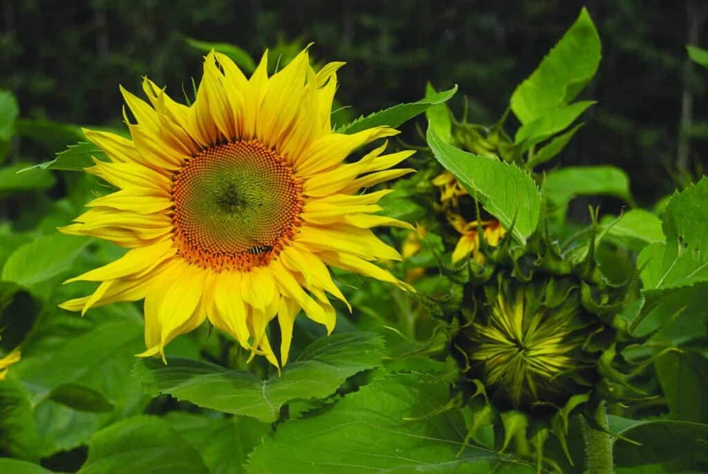 sunflower growing 