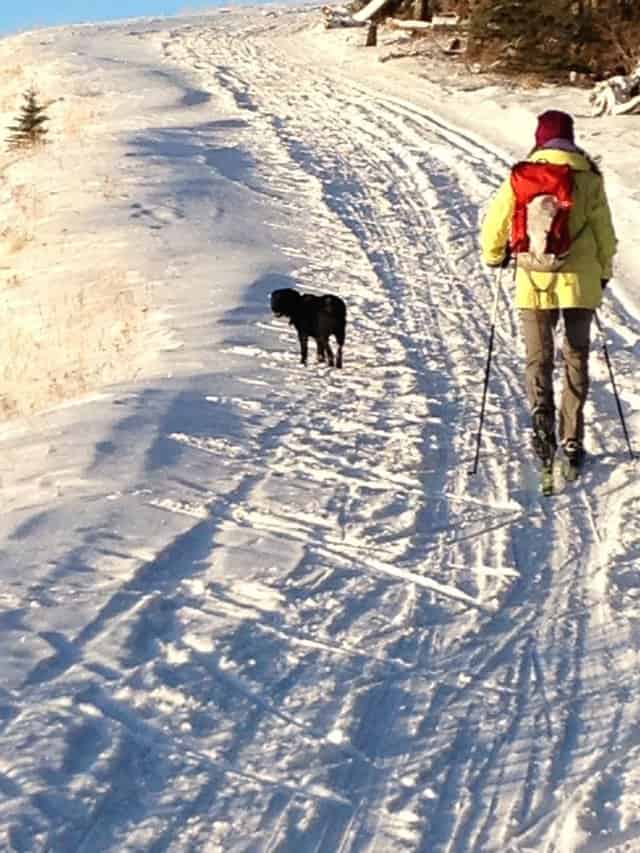 Skiing With Our Dog