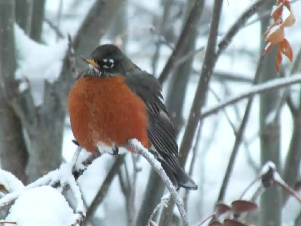 robin, puffed up to keep warm