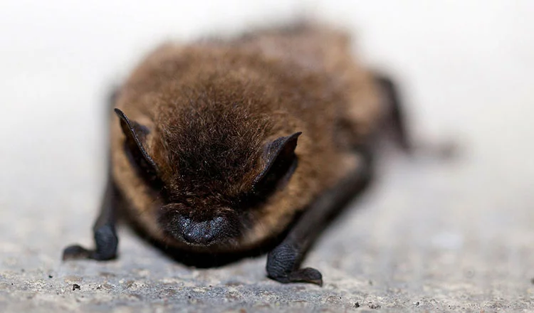 The amazing creatures – Little Brown Bat