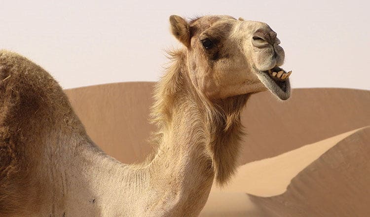 The lost camel of an ancient Persian fairy tale