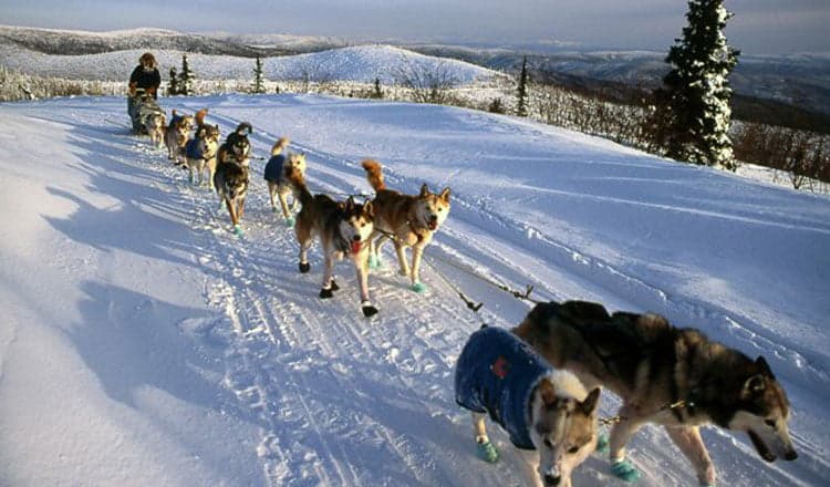 Here come the mushers