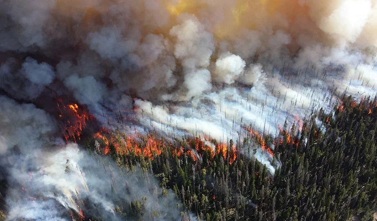 Are you prepared for a forest fire?