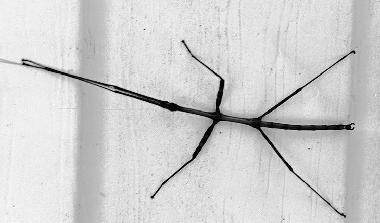 Walking stick – what you see, but don’t see