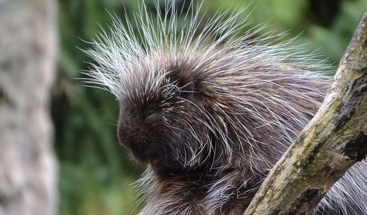 Living the life of a porcupine