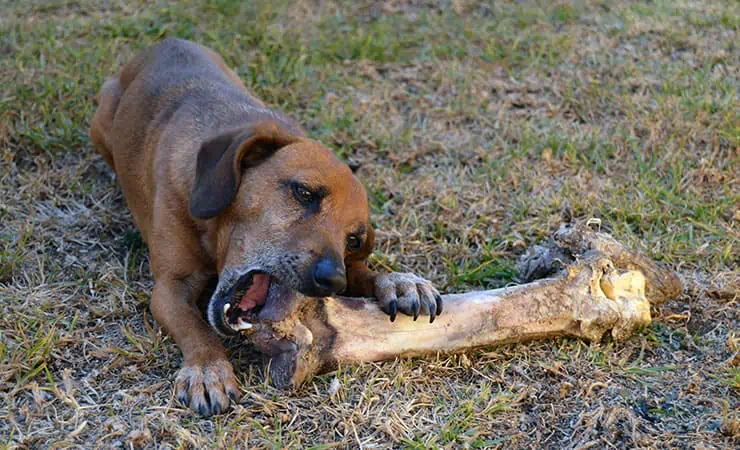 Give a dog a bone – Part 1