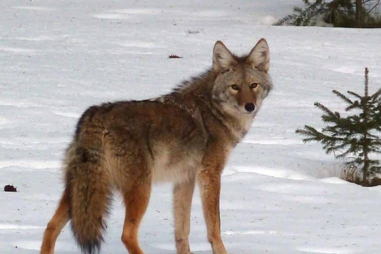 Yukon coyotes: The dos and don’ts