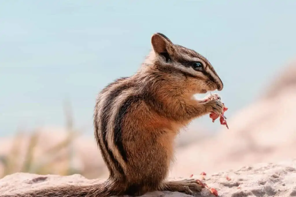 To catch a chipmunk: It’s not as easy as you might think