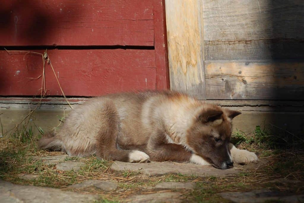Dog Culture: Beloved Eskimo Dog – Meeka.