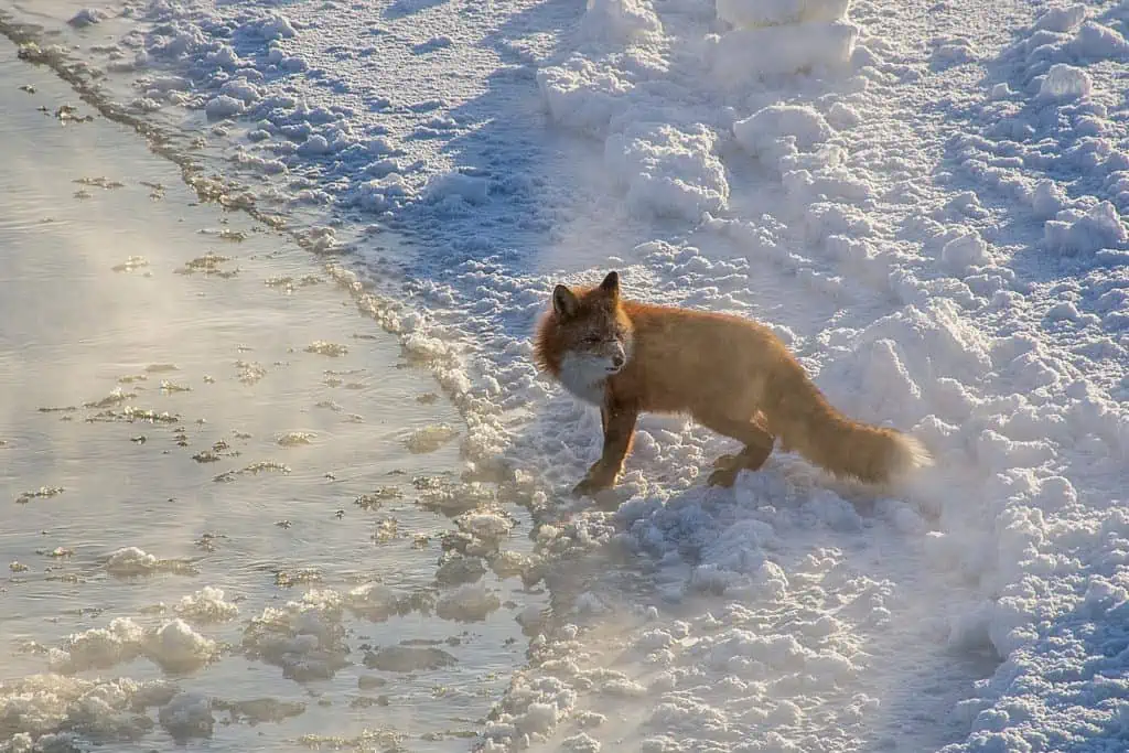 Brain Freeze Fox Taking in the Ice Fog