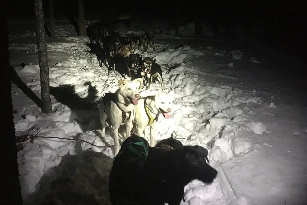 Vibing High with Sled Dogs Under a Winter Night Sky