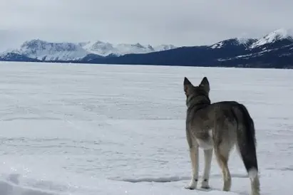 dog on Atlin Lake