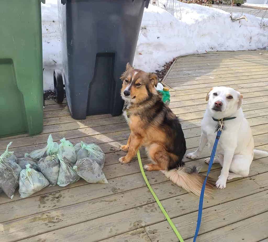 bags of pet poop