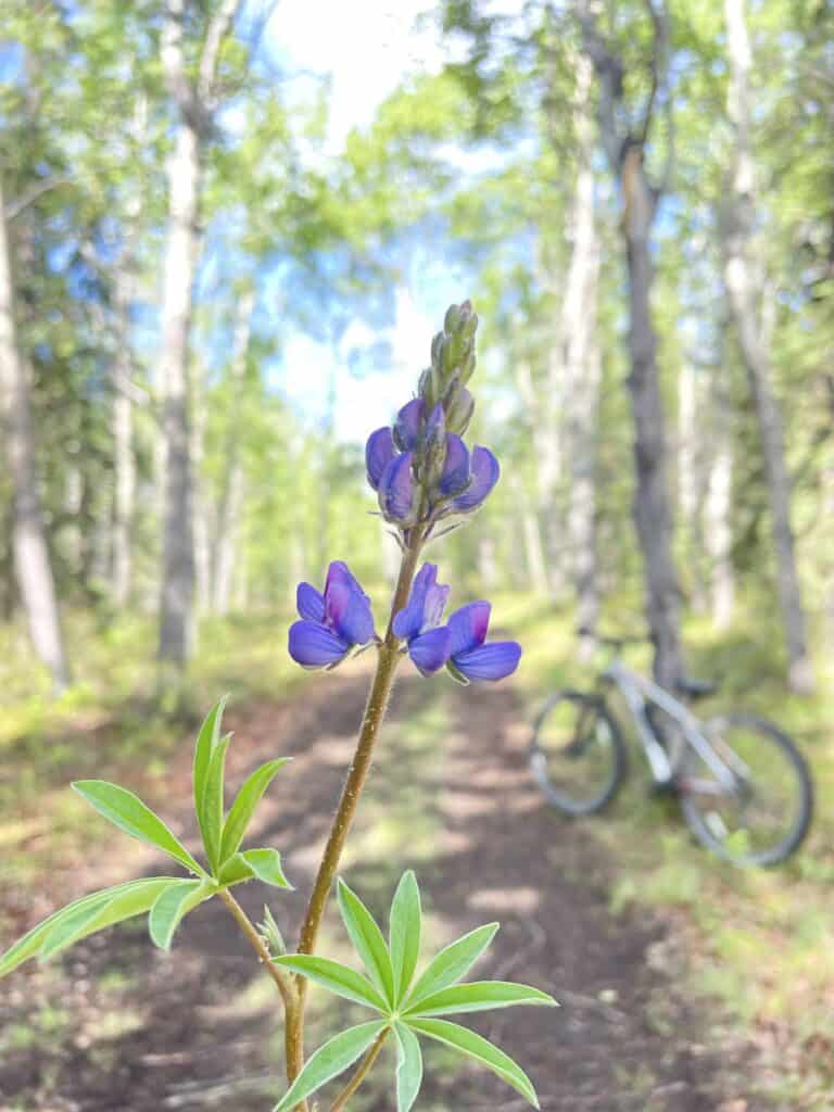 Arctic lupine and my “meditation pillow” on wheels