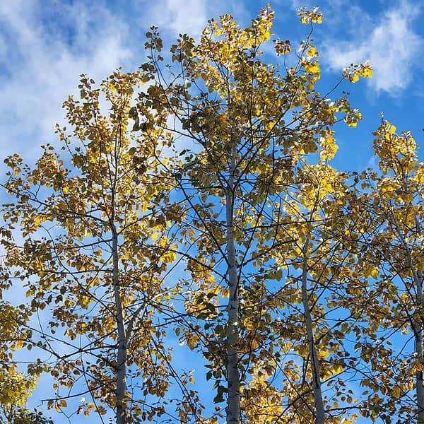 Poplar tree in Autumn colour
