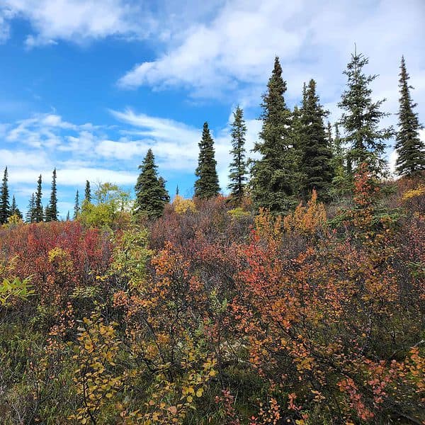 Colourful autumn landscape near Dawson City