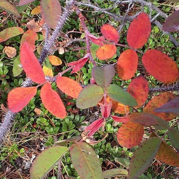 Small plants turned red from frost