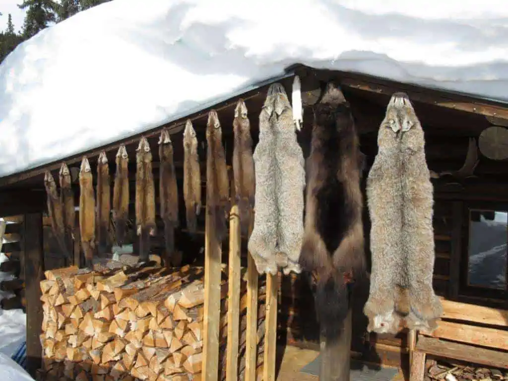 Various furs hangs over the entrance of a log cabin