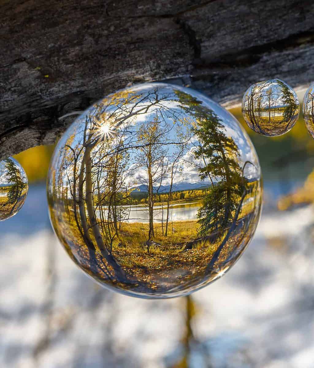 Autumn Spheres of water reflecting trees