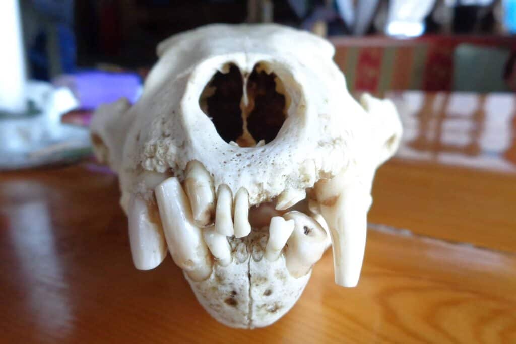 Wolverine skull (looks like an older one)