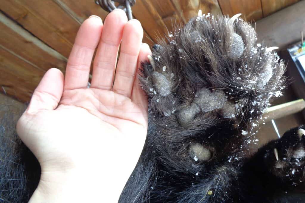 The size of a woman’s hand in comparison to a wolverine paw