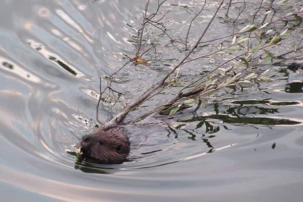 A beaver swimming to his lodge with a willow branch