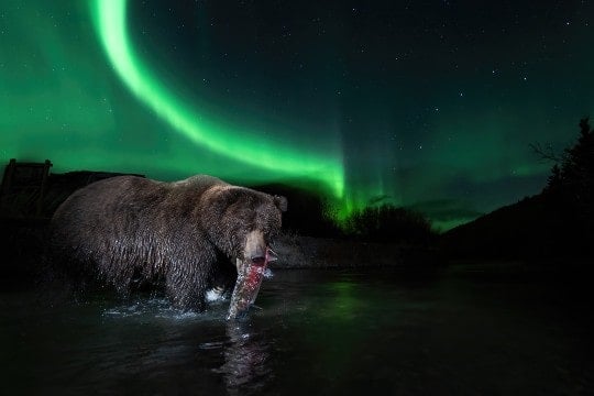 A grizzly bear, with a freshly-caught coho salmon, under the aurora borealis