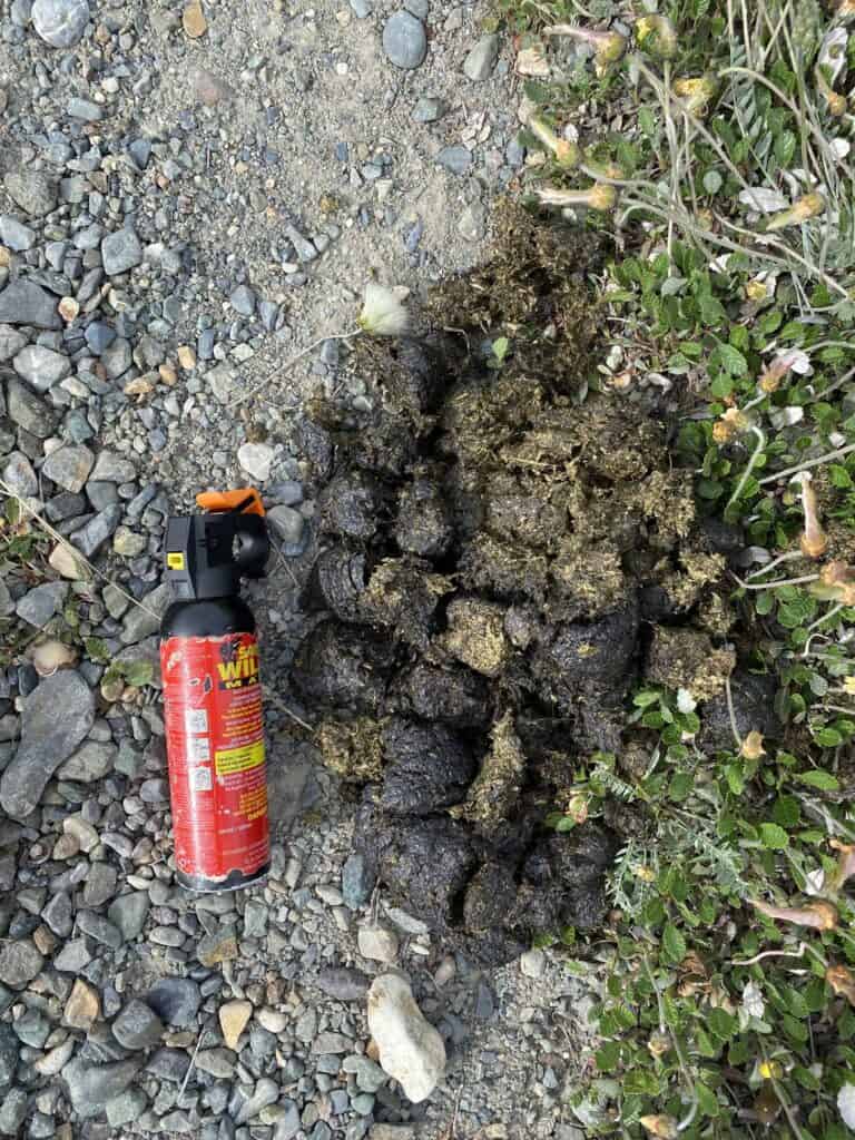 Grizzly bear scat