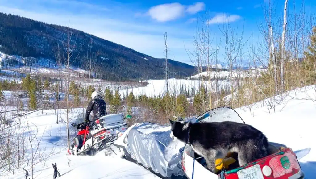 A dog and snowmobile
