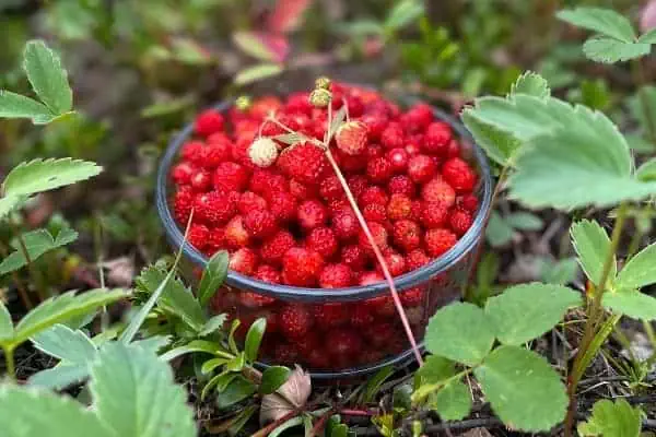 Sweet, wild Yukon strawberries