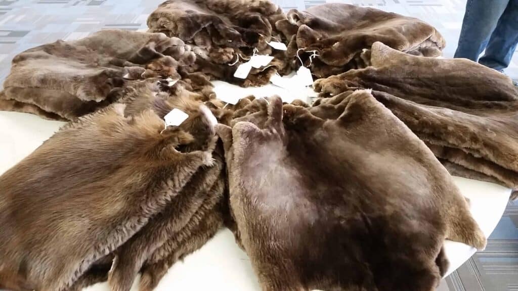 tanned beaver furs