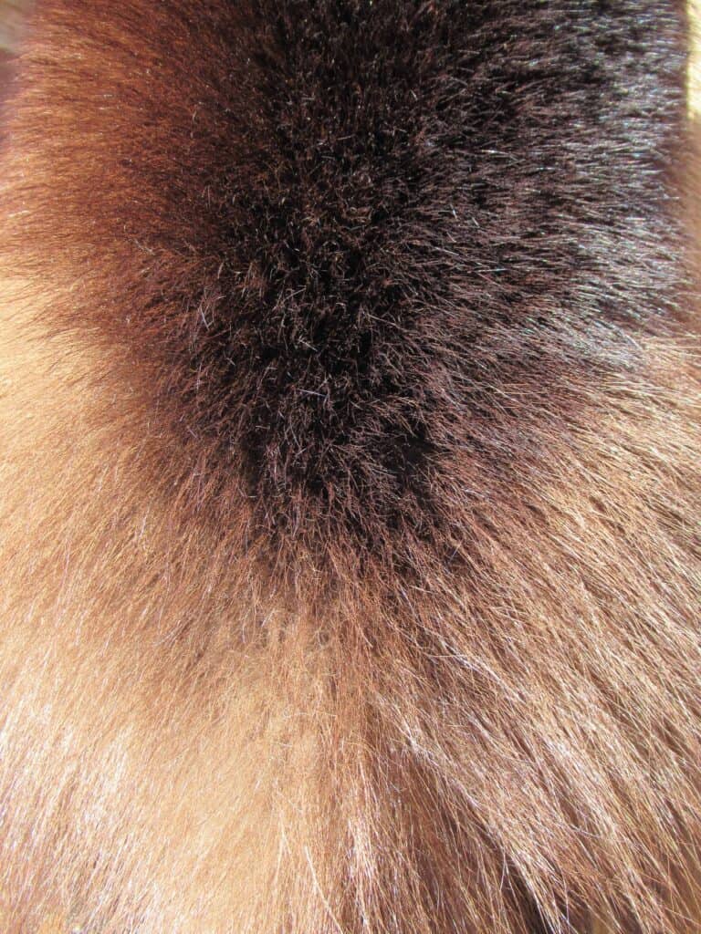 tanned wolverine fur