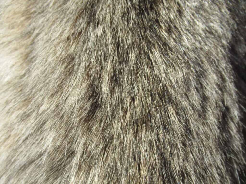 tanned lynx fur