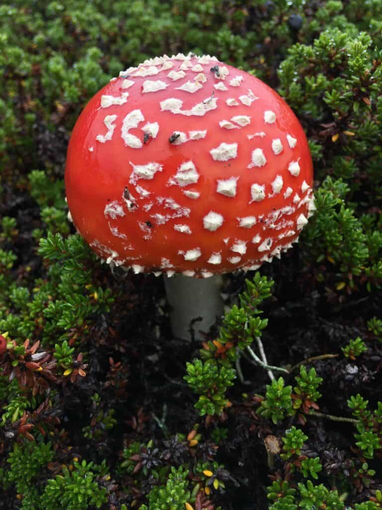 A fly agaric growing in a bed of mossberries