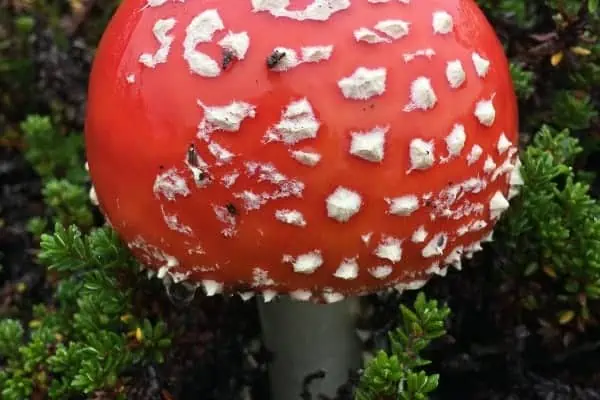 A fly agaric growing in a bed of mossberries