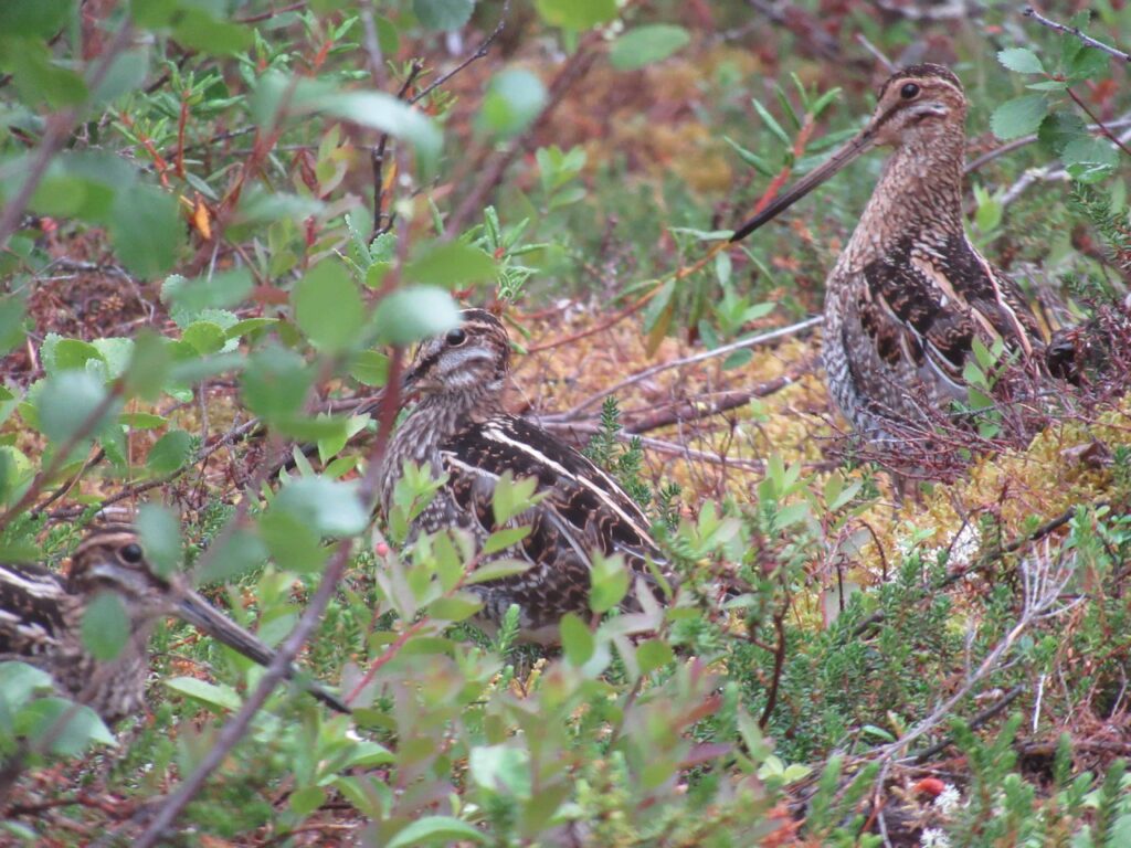 Common snipe family in the summer