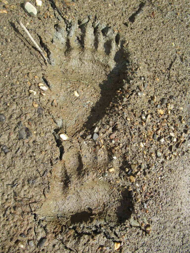 Grizzly tracks (August 2019)