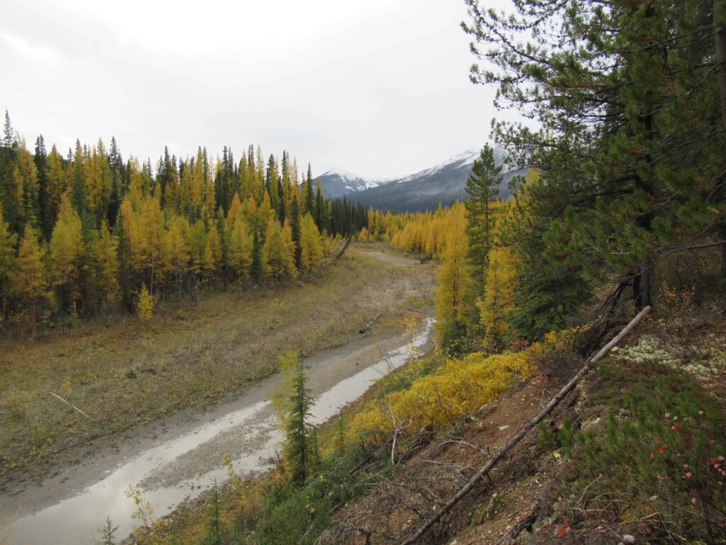 Fall colours along the Liard, and yellow tamarack leaves