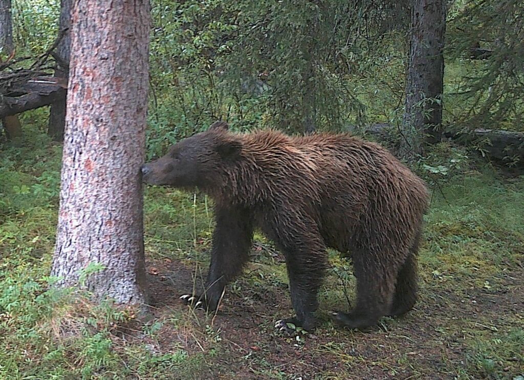 Female grizzly (August 2019)