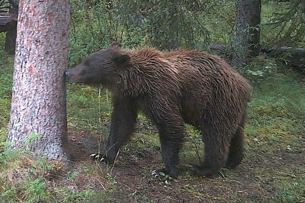 Female grizzly (August 2019)