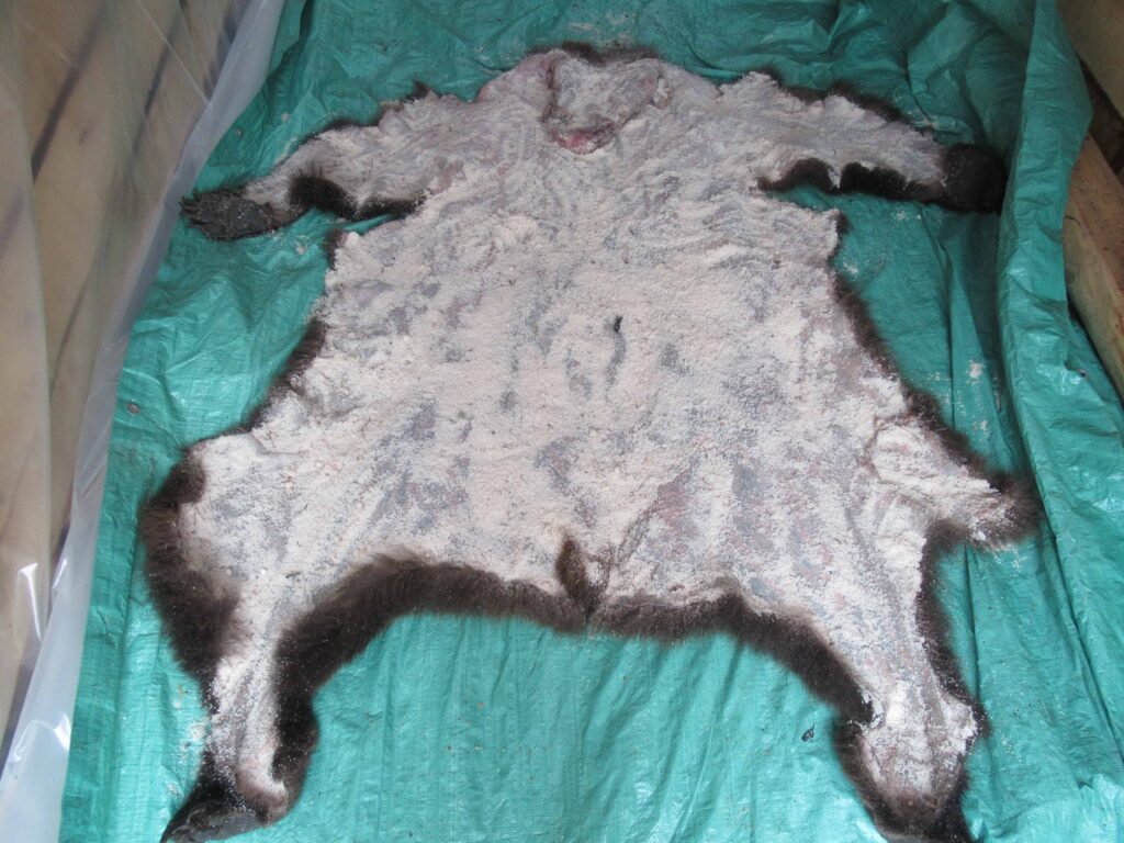 Salted grizzly hide