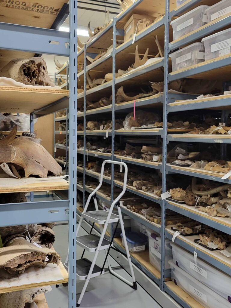 Shelves of fossils in the paleontology lab
