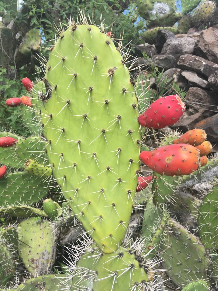 Tuna / prickly pear cactus