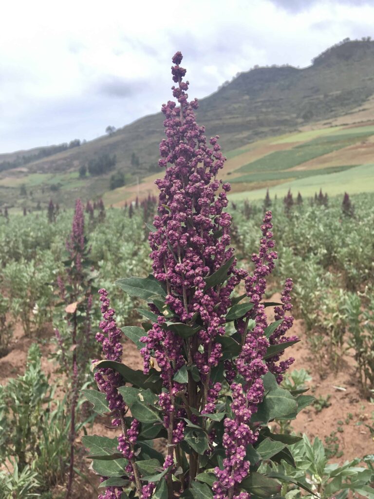 Quinoa growing near Cusco, Peru