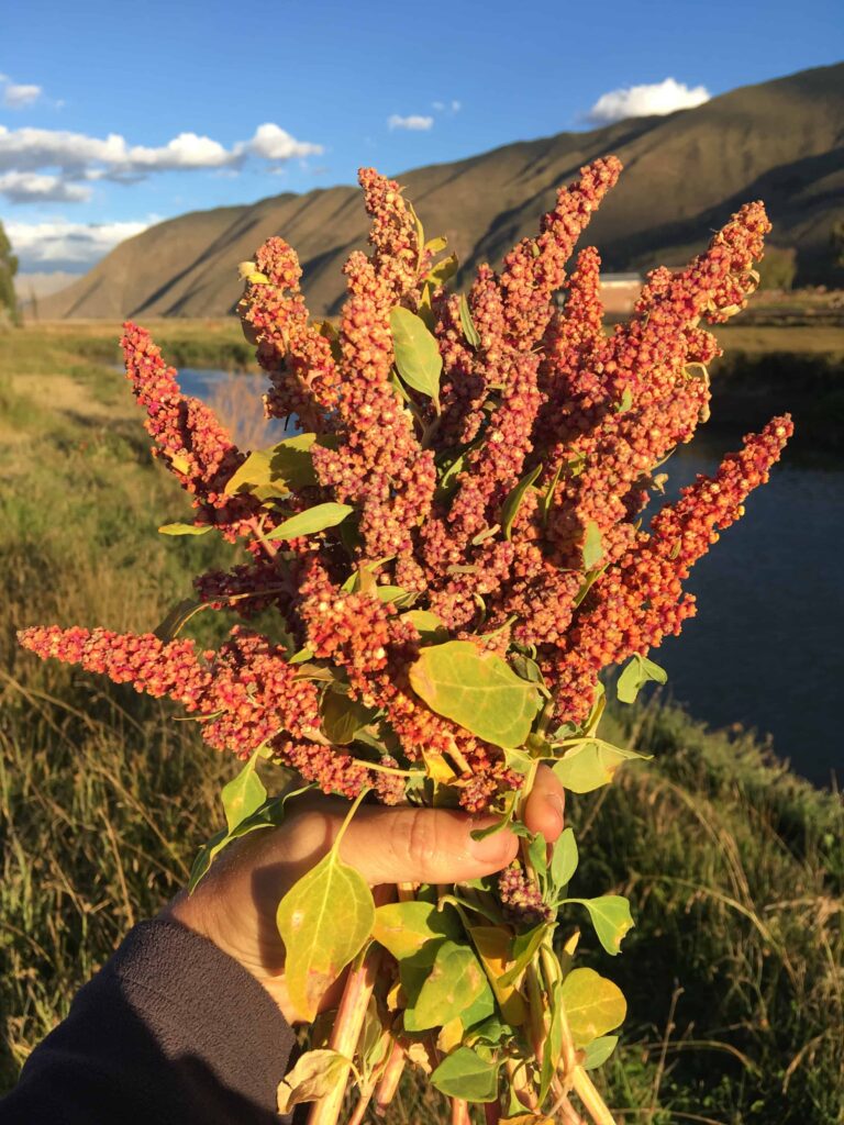 Quinoa ready to be harvested and dried