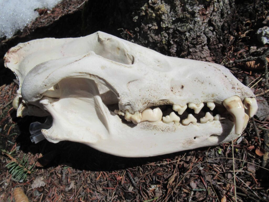 Wolf skull
