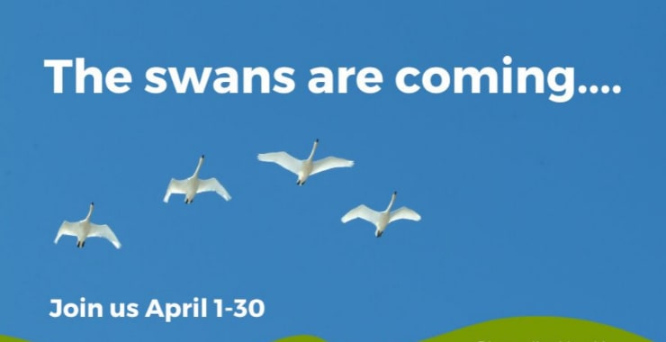 A Celebration of Swans 2024