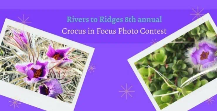 8th Annual Crocus in Focus Contest