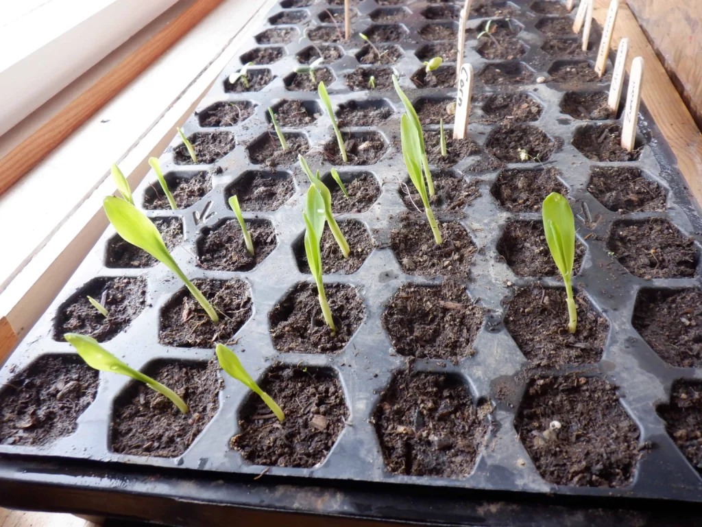 Five-day-old seedlings